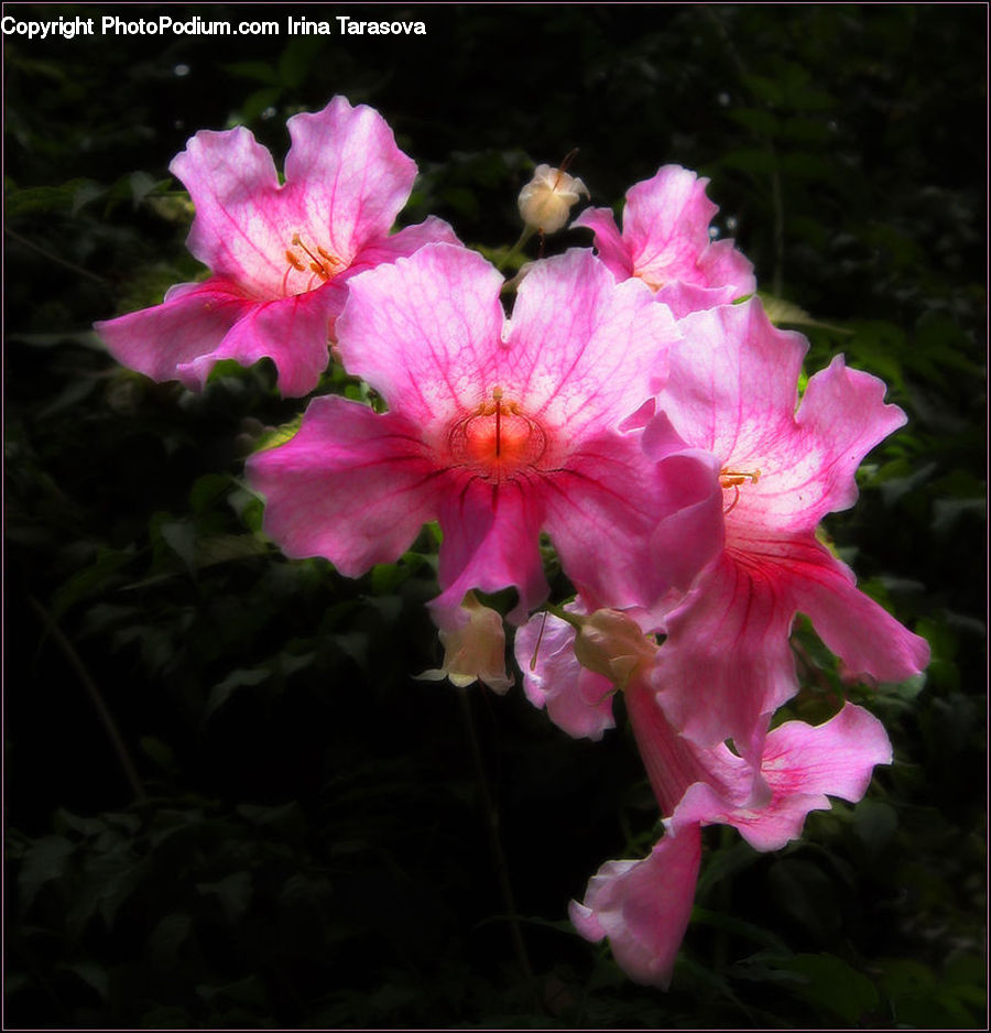 Blossom, Flora, Flower, Plant, Petal, Geranium, Cherry Blossom