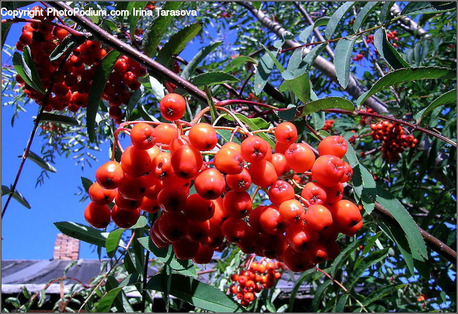Blossom, Flora, Flower, Plant, Tulip, Fruit, Plum