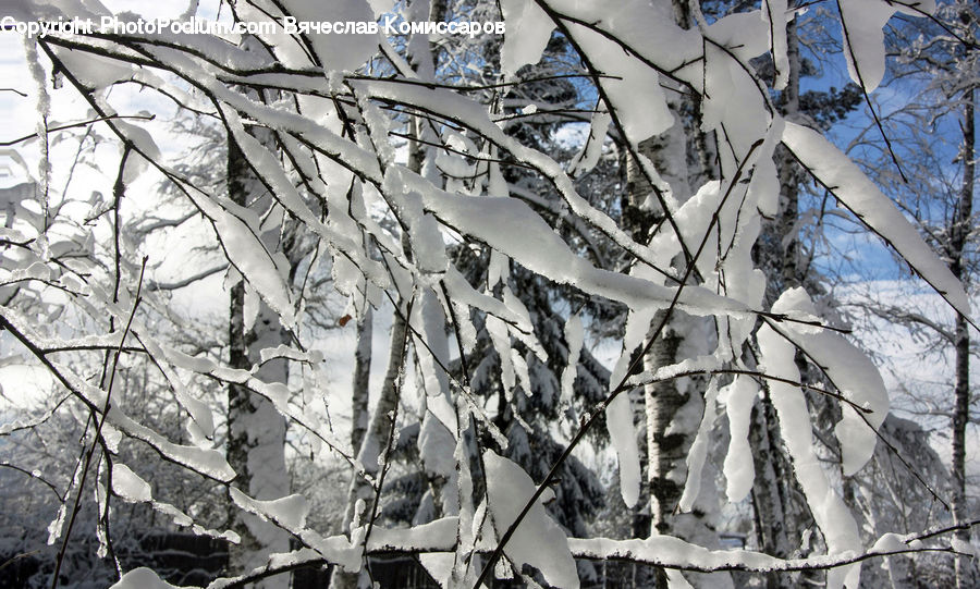 Ice, Outdoors, Snow, Birch, Tree, Wood, Frost