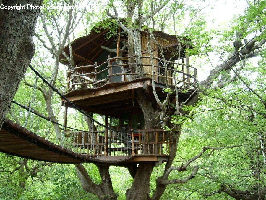 Cabin, Tree House, Plant, Potted Plant, Vine, Tree, Conifer