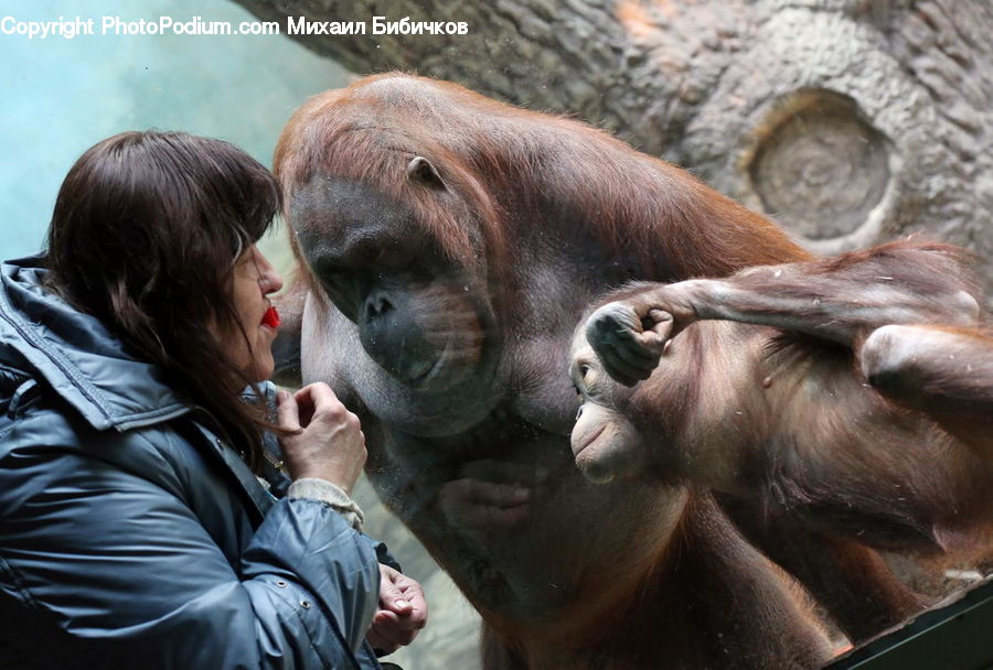 People, Person, Human, Animal, Mammal, Monkey, Orangutan
