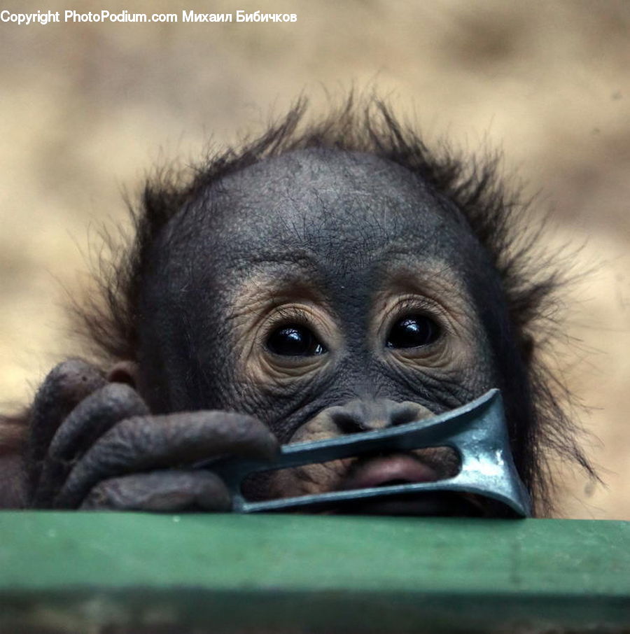 Animal, Mammal, Monkey, Face, Selfie, Head, Portrait