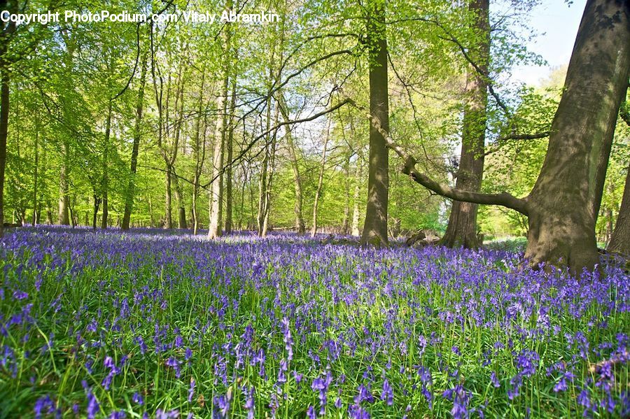 Forest, Grove, Land, Blossom, Crocus, Flora, Flower