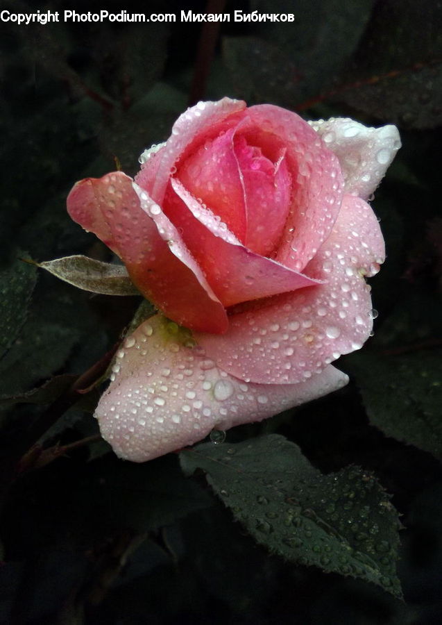Blossom, Flower, Plant, Rose, Flora, Carnation, Flower Arrangement