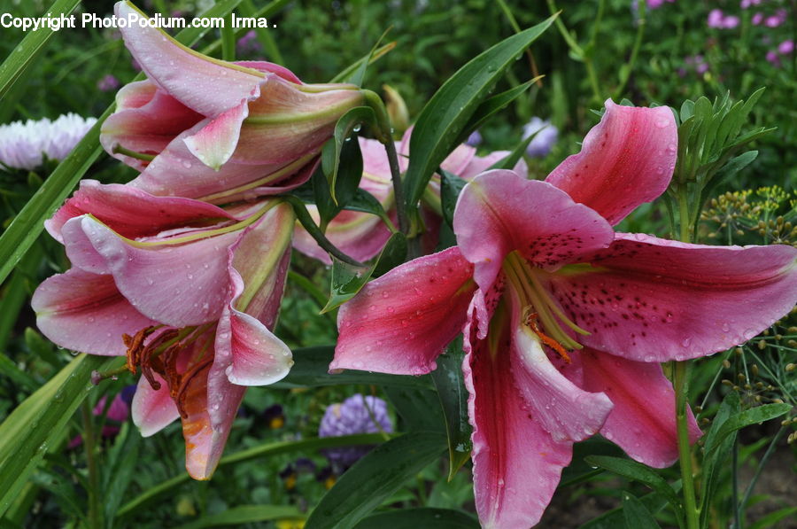 Flora, Flower, Gladiolus, Plant, Lily, Blossom, Petal