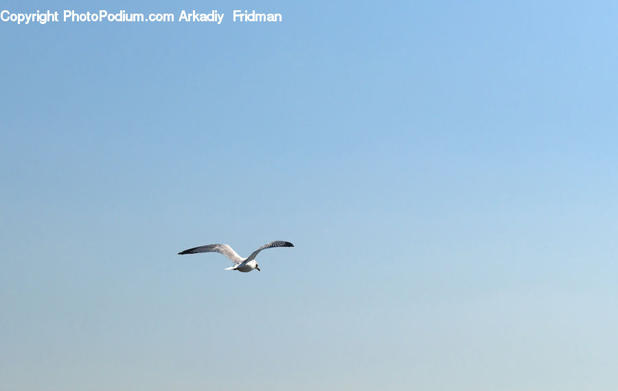 Bird, Crane Bird, Heron