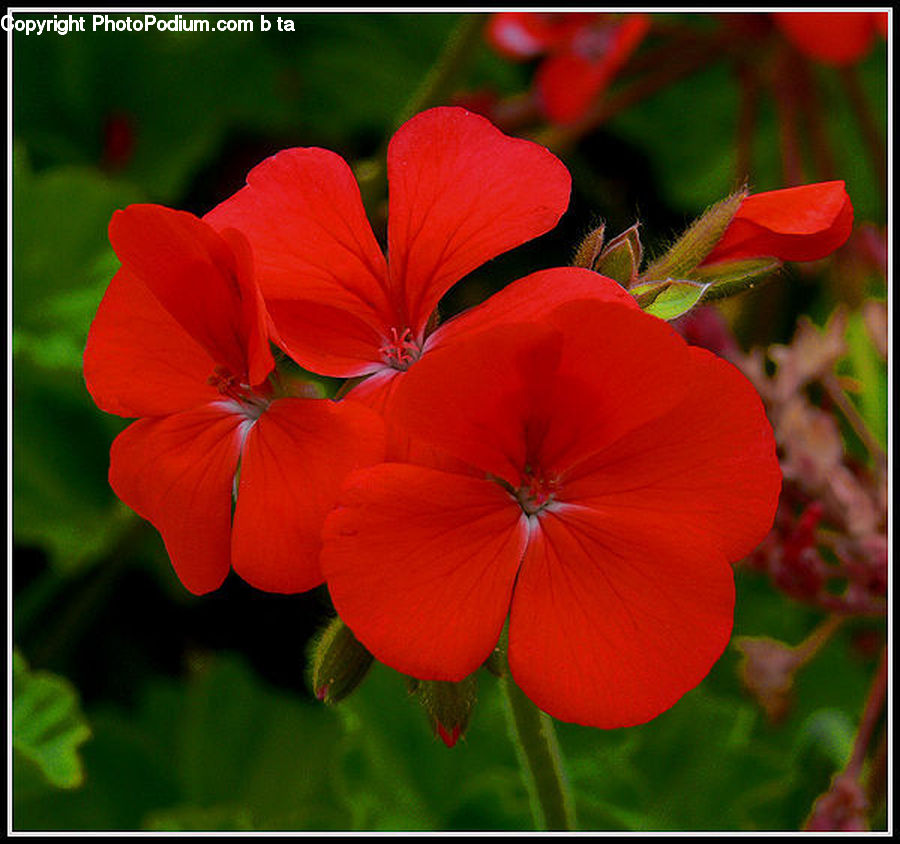 Blossom, Flora, Flower, Geranium, Plant