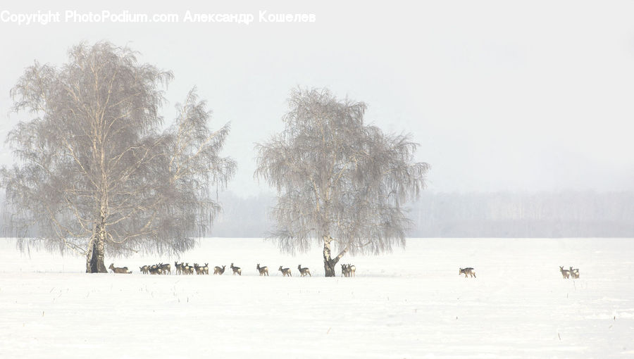 Blizzard, Outdoors, Snow, Weather, Winter, Landscape, Nature