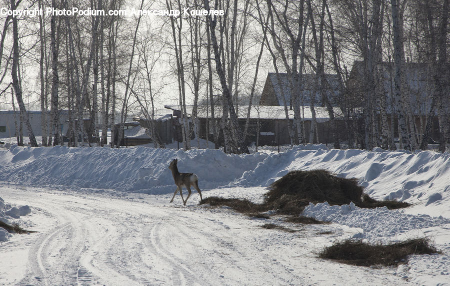 Animal, Canine, Coyote, Grey Fox, Mammal, Red Wolf, Ice