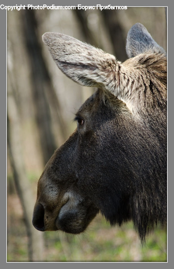 Animal, Mammal, Moose
