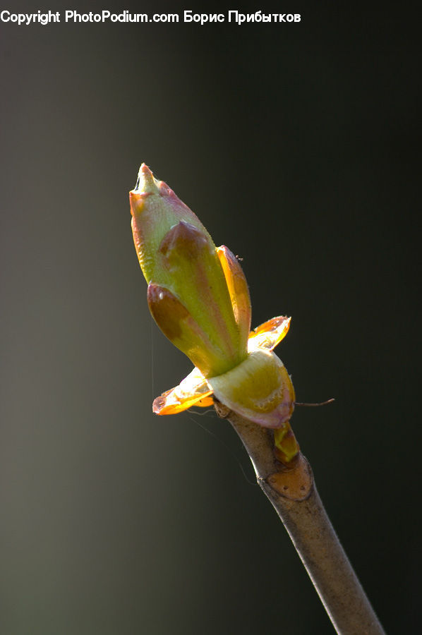 Bud, Plant, Blossom, Flora, Flower