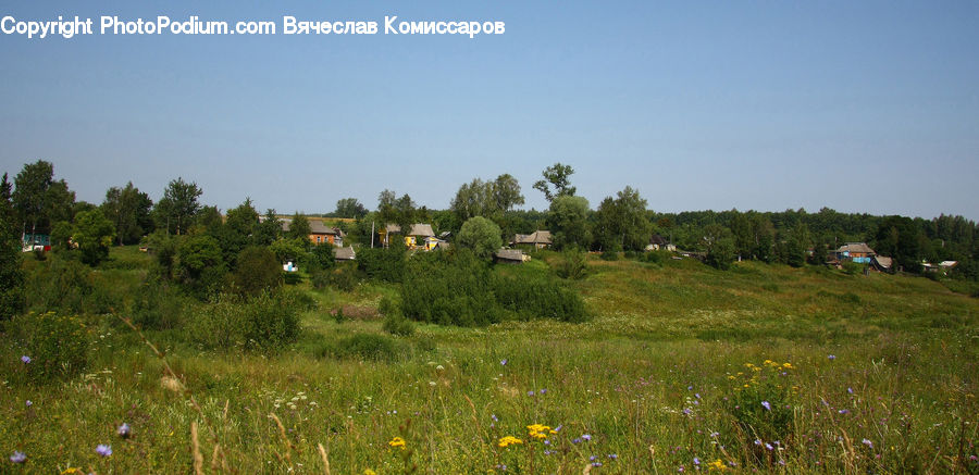 Field, Grass, Grassland, Land, Outdoors, Meadow, Pasture