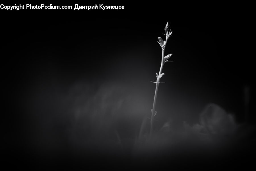 Plant, Blossom, Flora, Flower, Lighting