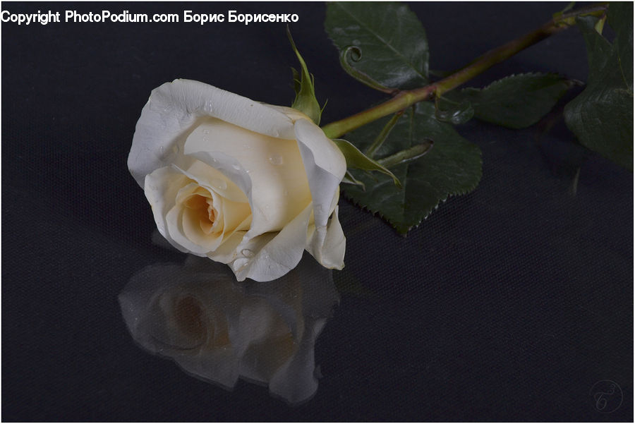 Blossom, Flower, Plant, Rose, Flower Arrangement, Flower Bouquet, Vine