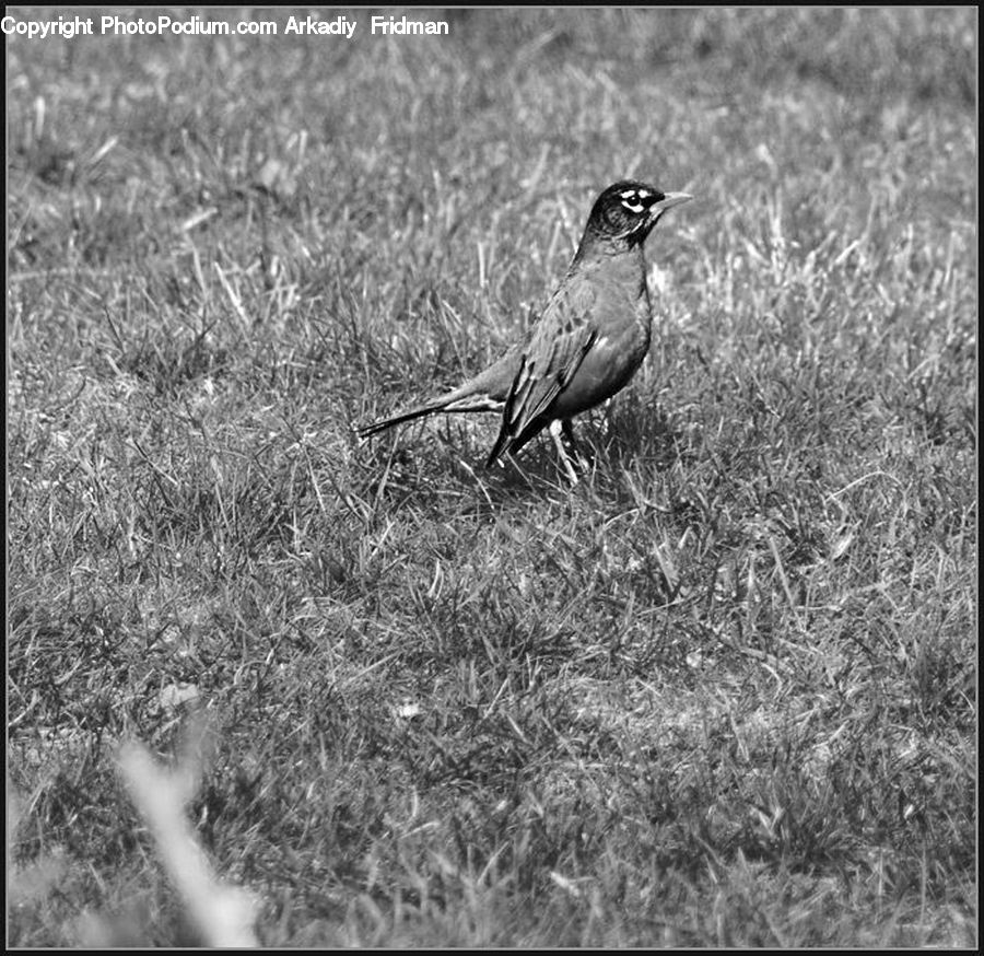 Bird, Sparrow, Anthus, Grass, Plant, Reed, Blackbird