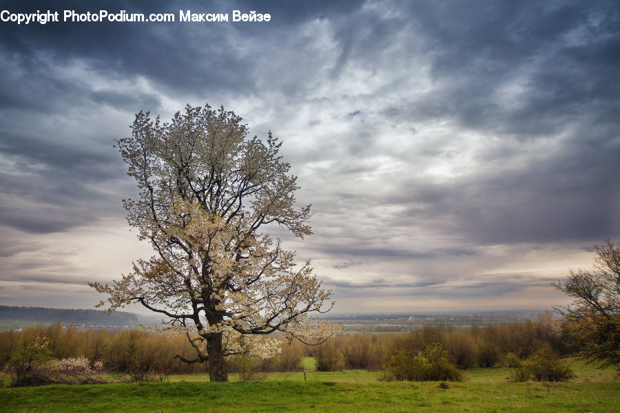 Field, Grass, Grassland, Land, Outdoors, Oak, Tree