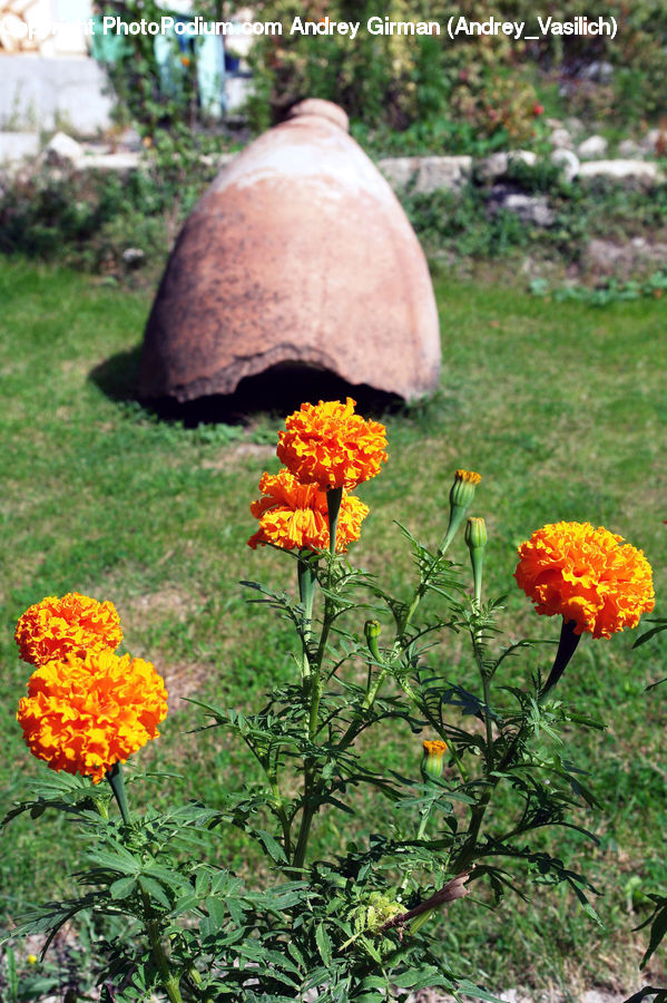Plant, Potted Plant, Blossom, Flora, Flower, Poppy, Geranium