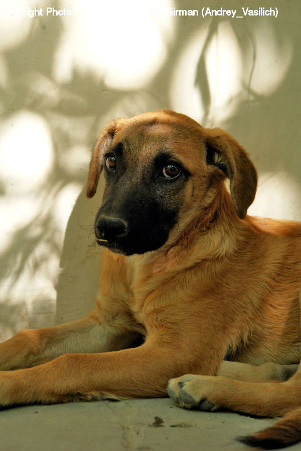 Animal, Beagle, Canine, Dog, Hound, Mammal, Pet