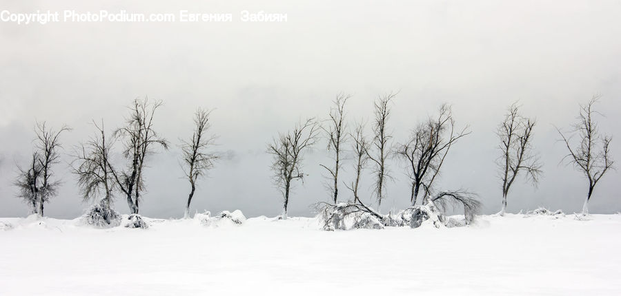 Blizzard, Outdoors, Snow, Weather, Winter, Ice, Plant