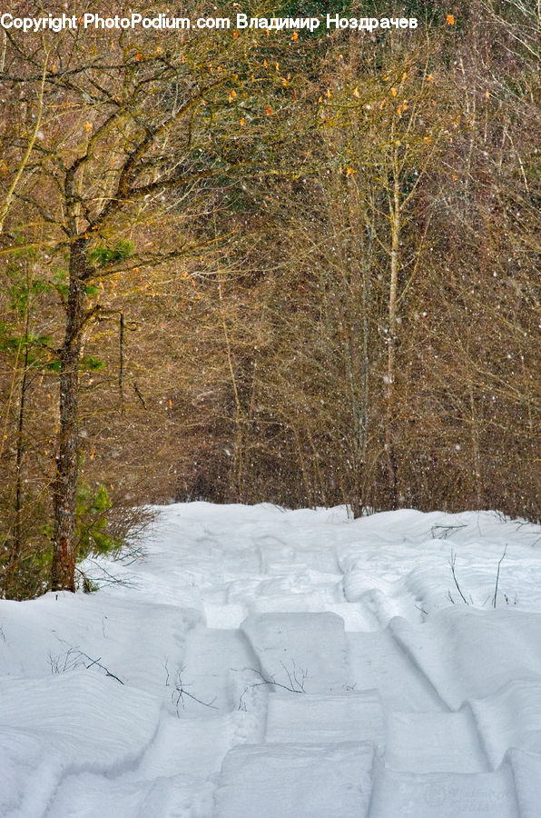 Landscape, Nature, Scenery, Ice, Outdoors, Snow, Birch