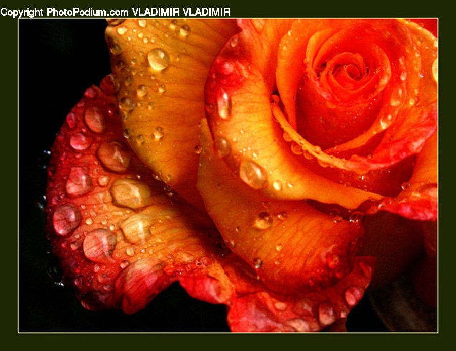 Food, Blossom, Flower, Plant, Rose, Flower Arrangement, Flower Bouquet