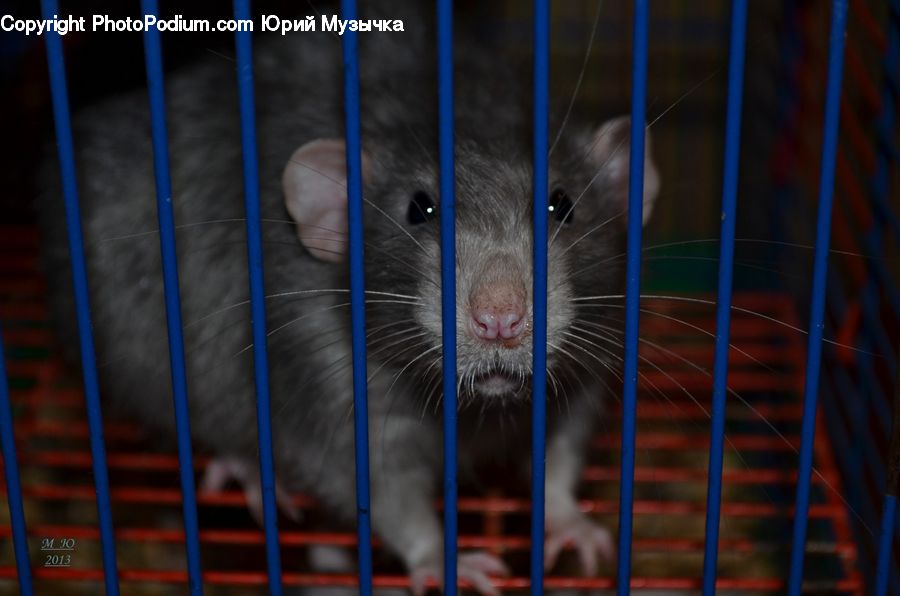 Animal, Mammal, Rodent, Rat