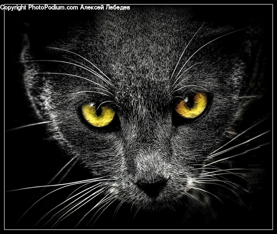 Animal, Cat, Mammal, Manx, Pet