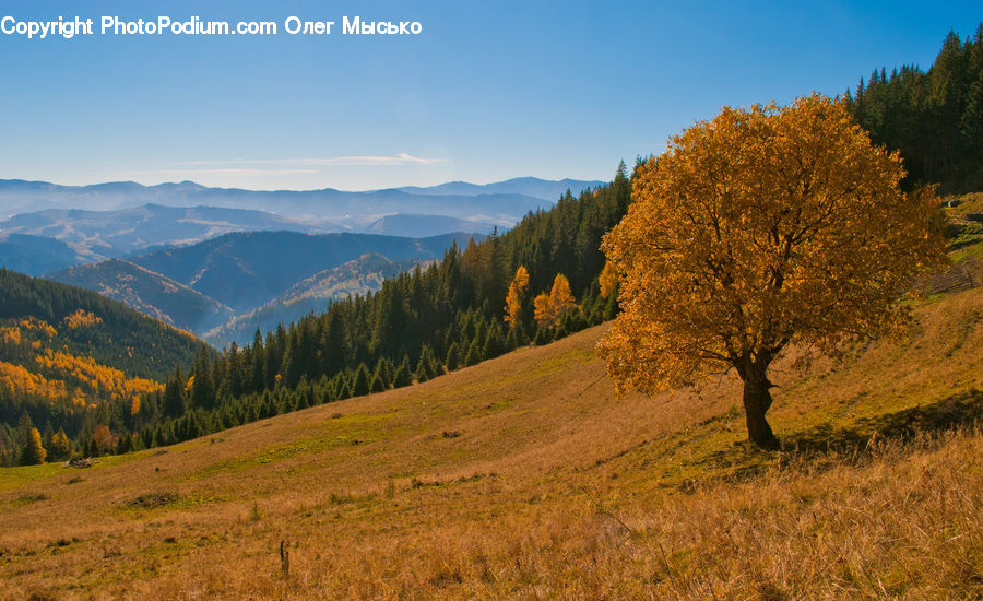 Field, Grass, Grassland, Land, Outdoors, Conifer, Fir