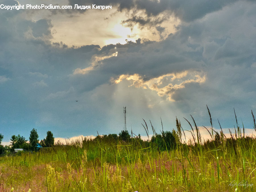 Field, Grass, Grassland, Land, Outdoors, Plant, Grain