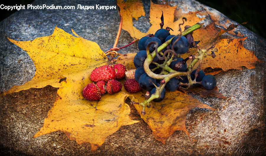 Fruit, Grapes, Strawberry, Paint Container, Palette, Raspberry, Plant