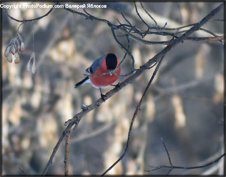 Bird, Blackbird, Bee Eater, Bishop, Cardinal, Finch, Priest