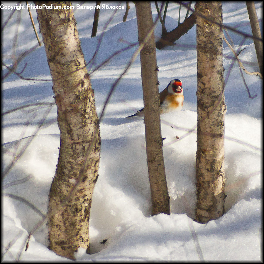 Bird, Flicker Bird, Woodpecker, Birch, Tree, Wood, Finch