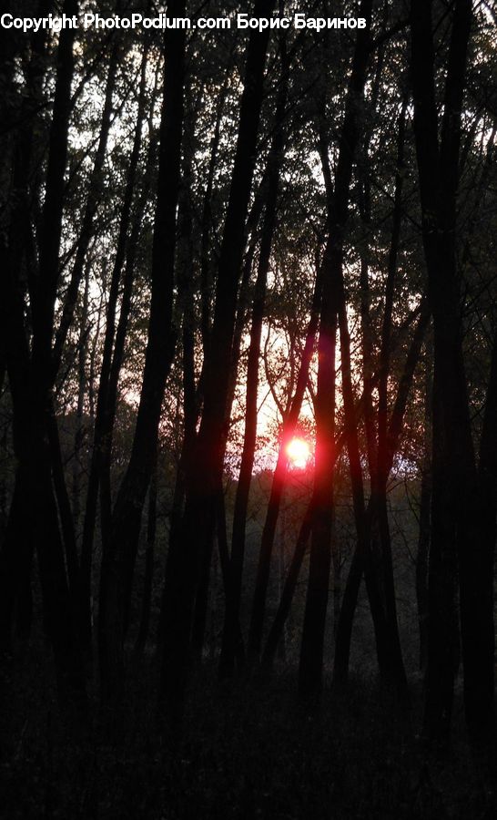 Forest, Vegetation, Flare, Light, Sunlight, Dusk, Outdoors