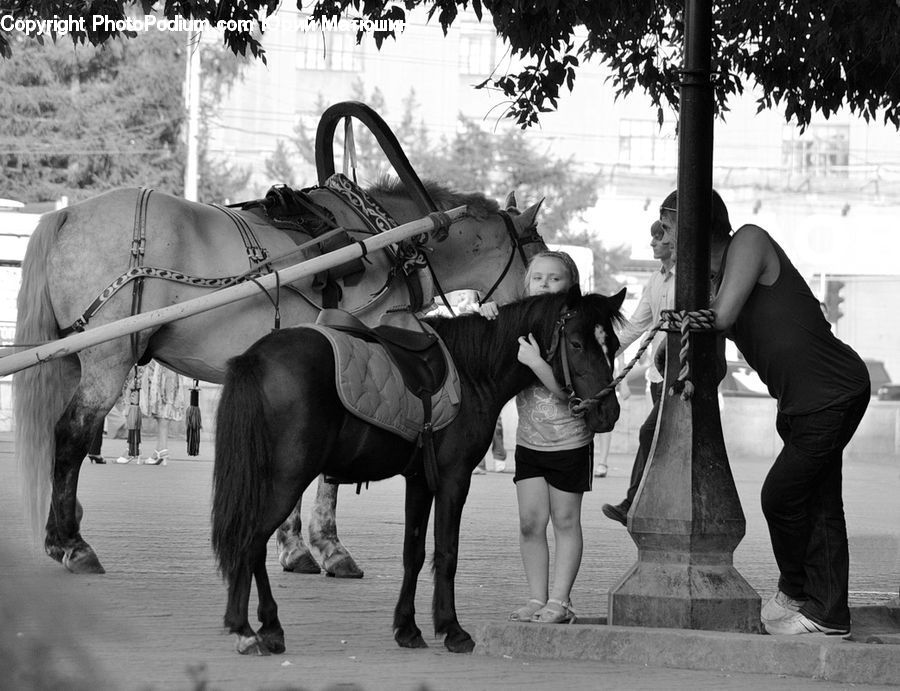 People, Person, Human, Animal, Horse, Mammal, Stallion