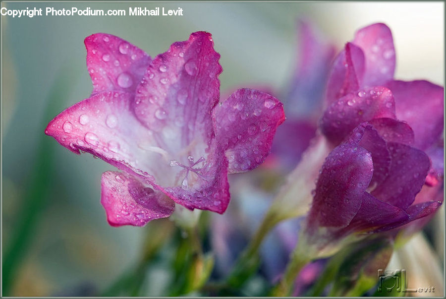Blossom, Flora, Flower, Petal, Plant, Gladiolus, Geranium