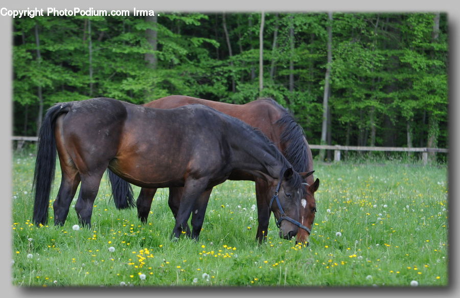 Animal, Horse, Mammal, Colt Horse, Foal, Countryside, Farm