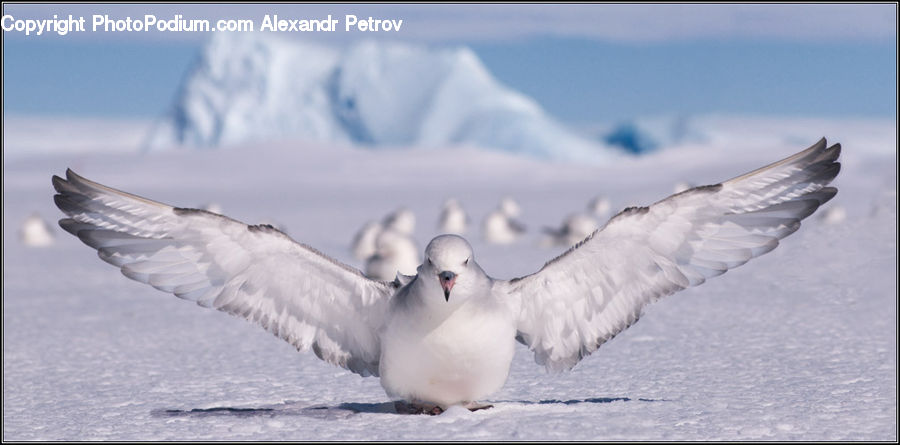 Bird, Grouse, Ptarmigan, Dove, Pigeon, Booby