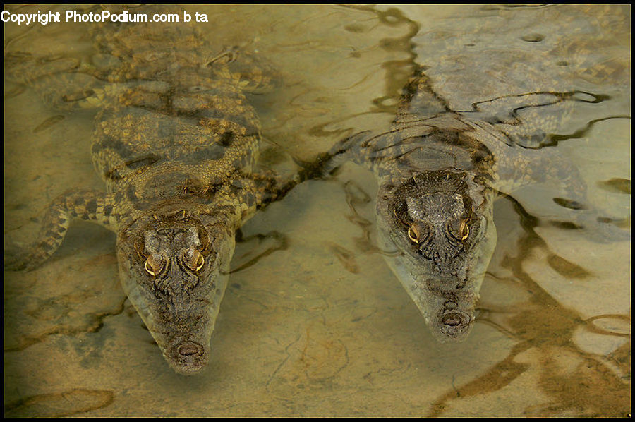 Alligator, Crocodile, Reptile, Ancient Egypt