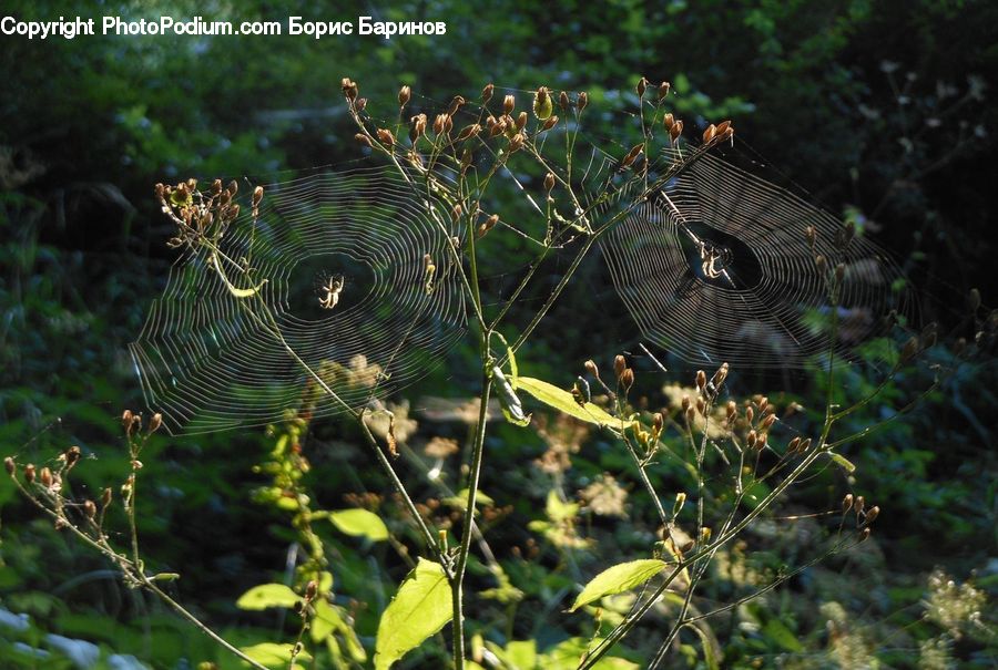 Arachnid, Garden Spider, Insect, Invertebrate, Spider, Bee Eater, Bird