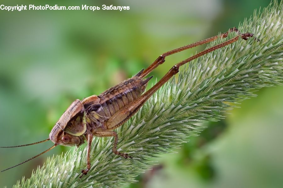 Cricket Insect, Grasshopper, Insect, Invertebrate, Anisoptera, Dragonfly, Asteraceae