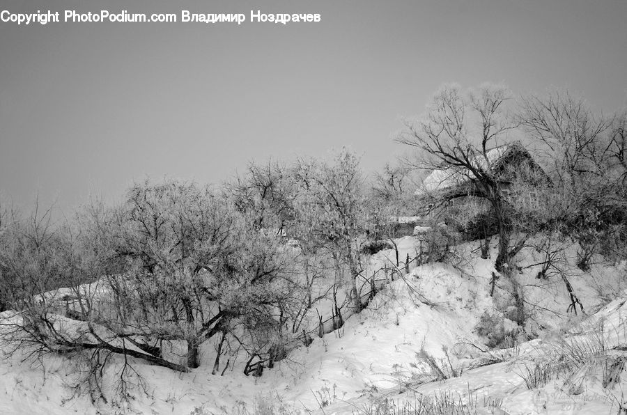 Ice, Outdoors, Snow, Frost, Plant, Tree, Bush