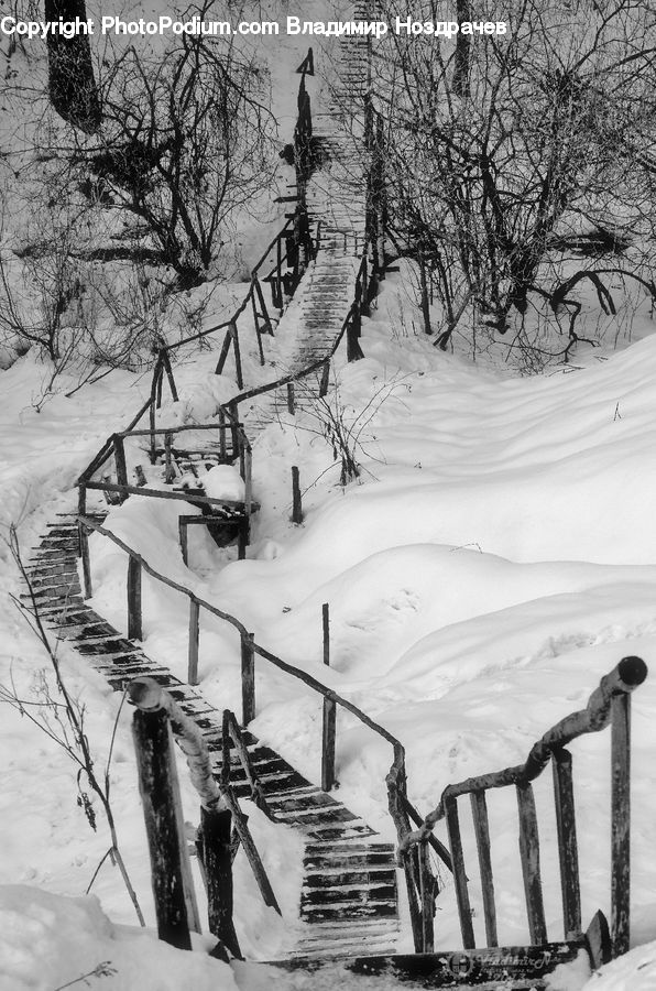 Ice, Outdoors, Snow, Plant, Tree, Willow, Bench