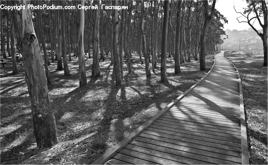 Forest, Vegetation, Grove, Land, Boardwalk, Deck, Path
