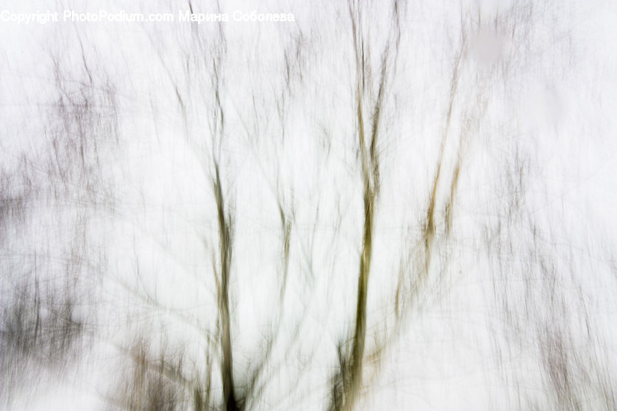 Field, Grass, Grassland, Plant, Reed, Birch, Tree