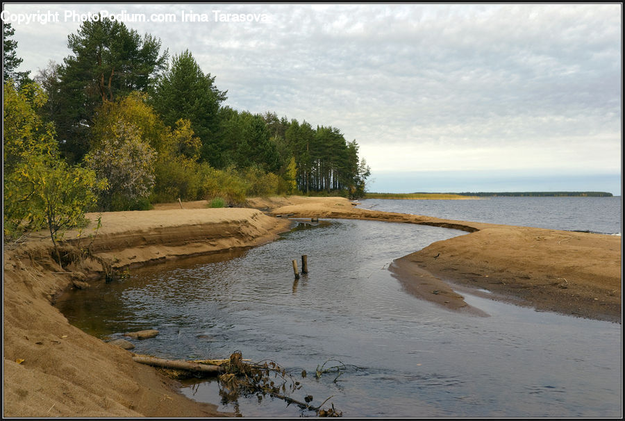 Conifer, Fir, Pine, Plant, Spruce, Tree, Beach