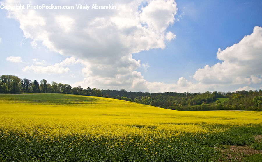 Azure Sky, Cloud, Outdoors, Sky, Cumulus, Field, Grass