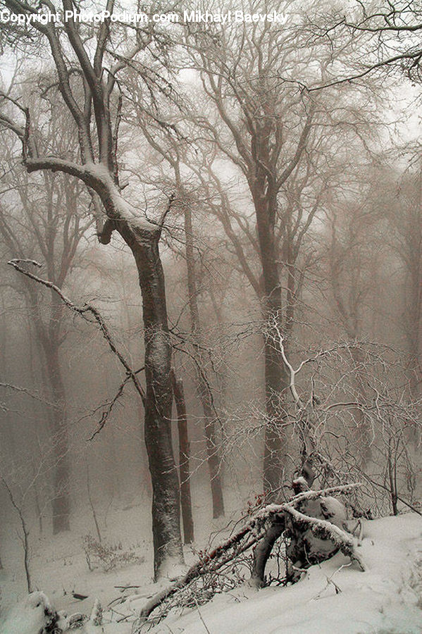 Blizzard, Outdoors, Snow, Weather, Winter, Plant, Tree