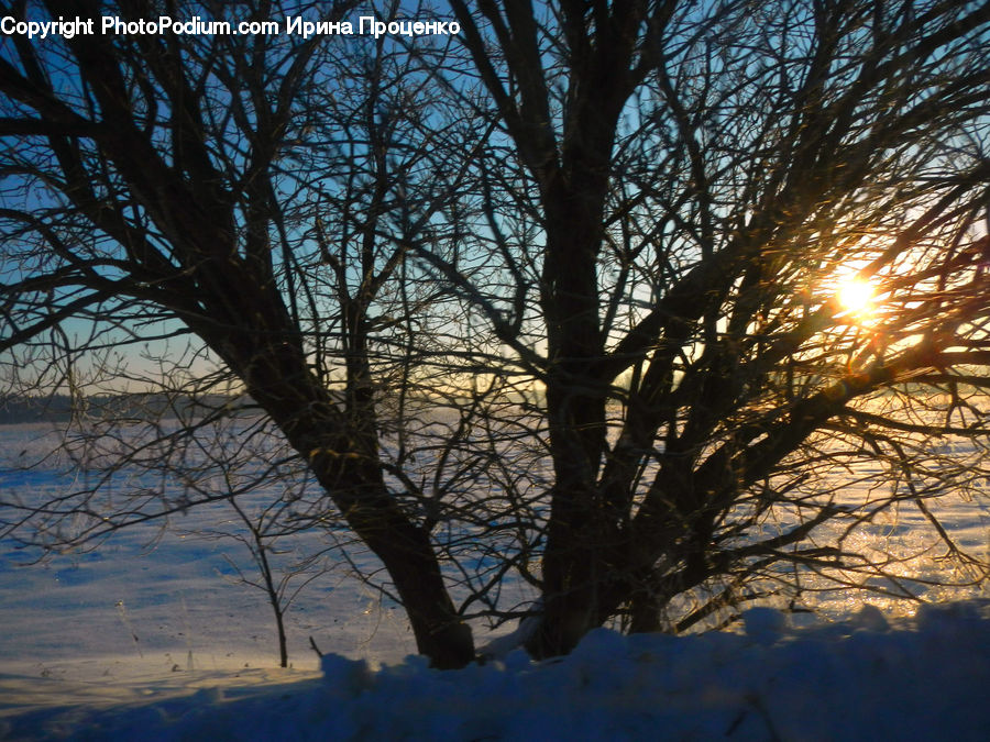 Plant, Tree, Dawn, Dusk, Sky, Sunrise, Sunset