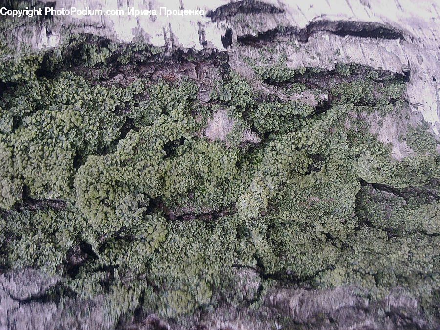 Conifer, Fir, Plant, Tree, Soil, Moss, Blossom