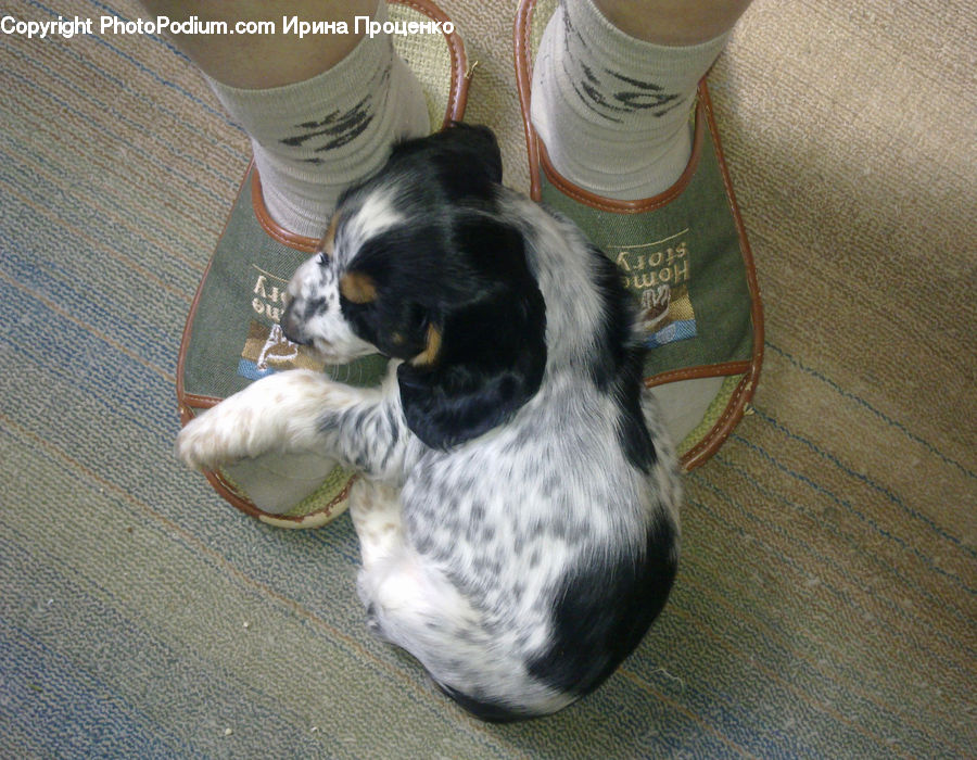 Animal, Canine, Cocker Spaniel, Dog, Mammal, Pet, Spaniel